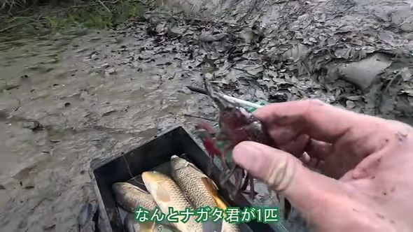 水を減らした池で捕獲した1匹のアメリカザリガニ