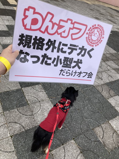大きい小型犬オフ会の写真