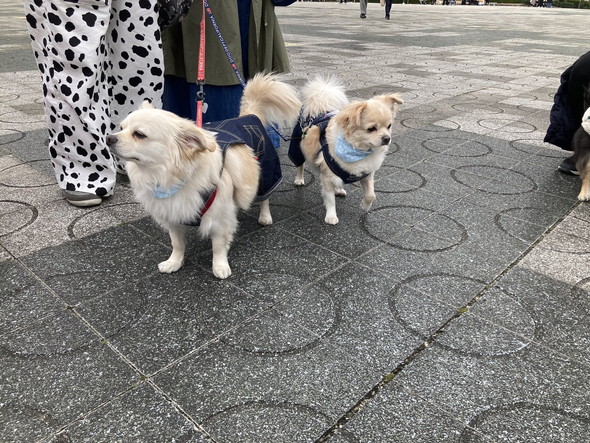 大きい小型犬オフ会の写真