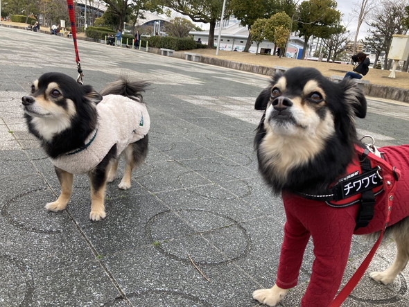 大きい小型犬オフ会の写真