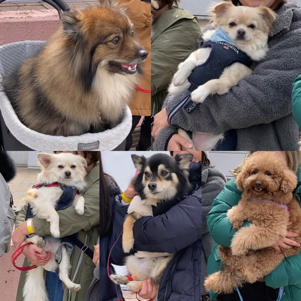 大きい小型犬オフ会の写真