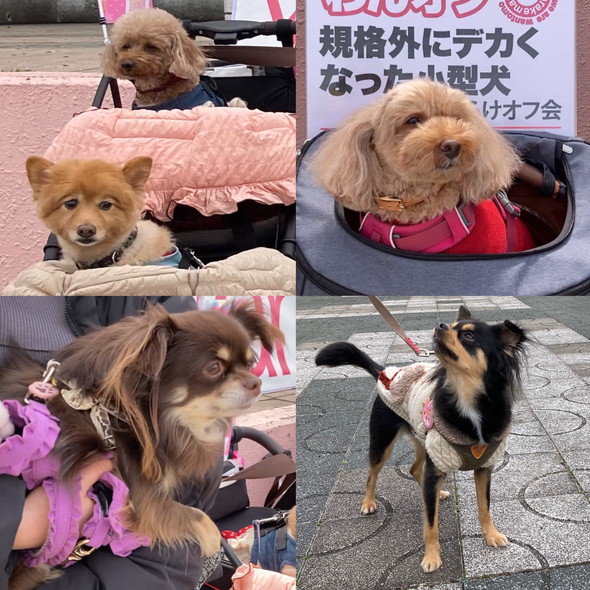 大きい小型犬オフ会の写真