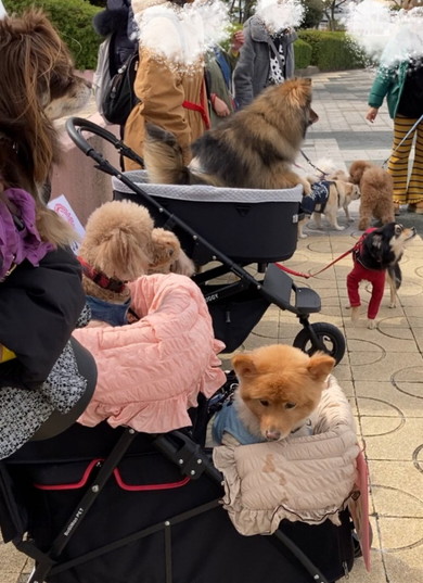 大きい小型犬オフ会の写真