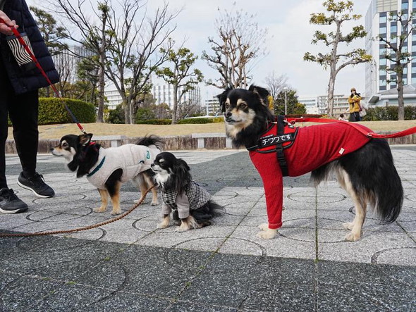 チワワオフ会の写真