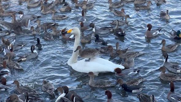 白鳥の上に乗るカモ