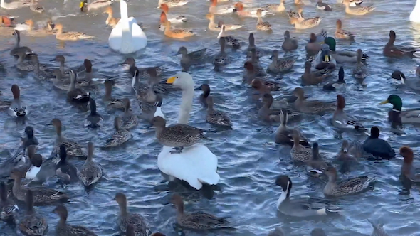 白鳥の上に乗るカモ