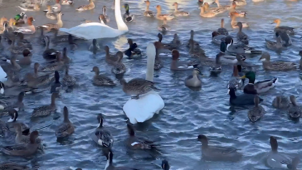 白鳥の上に乗るカモ