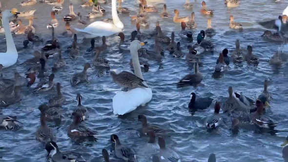 白鳥の上に乗るカモ