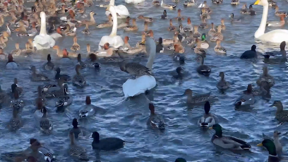 白鳥の上に乗るカモ