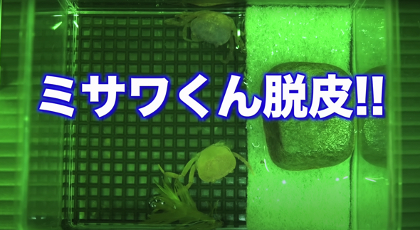 足が３本しかないカニが脱皮した結果