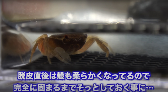 脱皮直後は殻が柔らかいので、しばらくそっとしておくことに