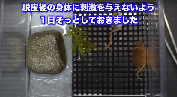 脱皮1日後のサワガニ