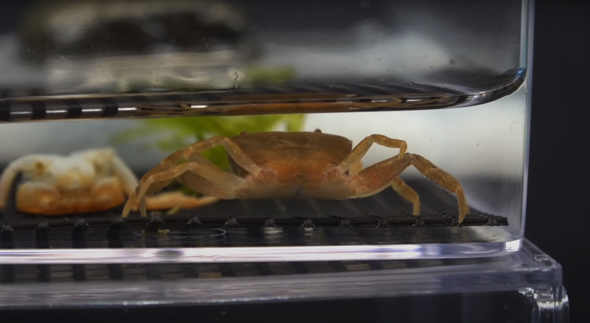 半透明でふにゃふにゃだった足が立派に再生