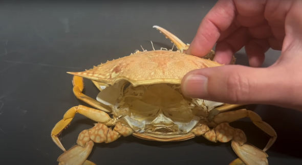 カニの脱皮はお尻の部分がパカッと開き、そこから全身が出てきます