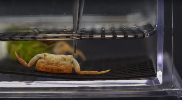 脱皮前に欠損部分を薄い袋のようなところで再生させます