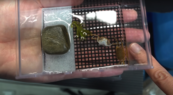 小さくても力強く生きるサワガニ