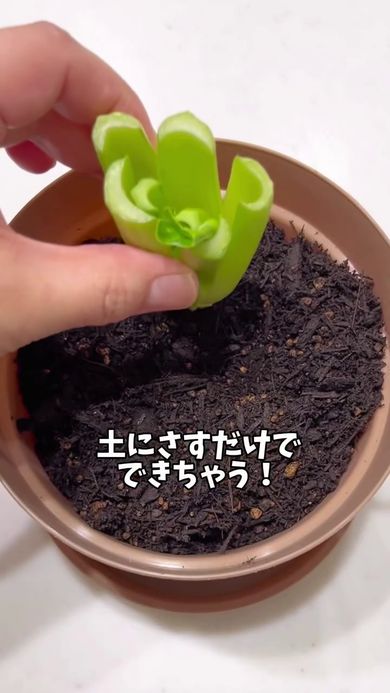 切り落とした根元を鉢植えにさす