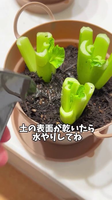 土の表面が乾いたら水を与える