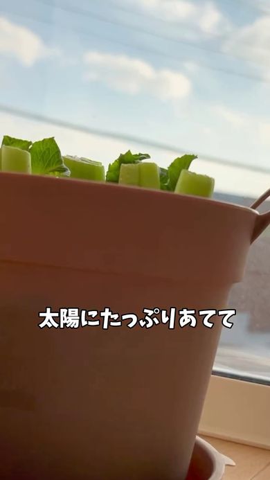 日当たりの置い窓辺に置かれた小松菜