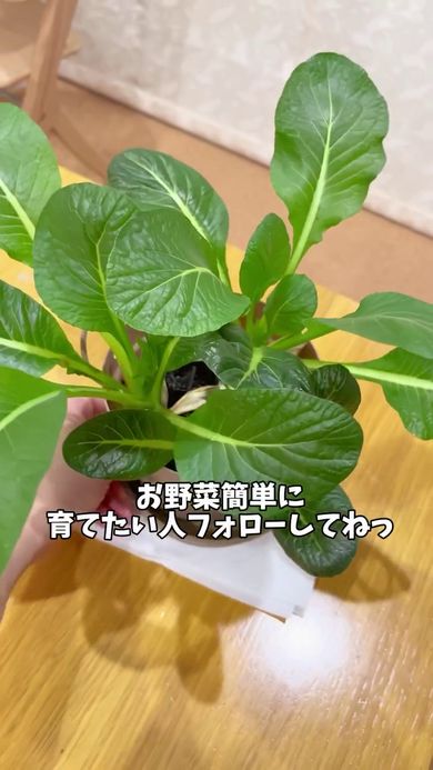 再生して立派に葉を生やした小松菜