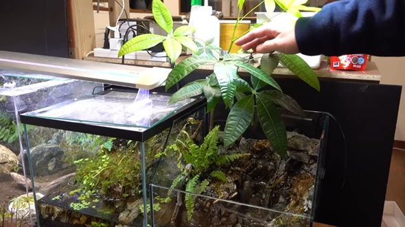 育ちすぎた植物に覆われまった滝が流れるアクアテラリウム