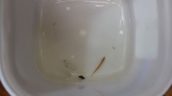 滝が流れるアクアテラリウムに導入するメダカとカワニナ、ドジョウ