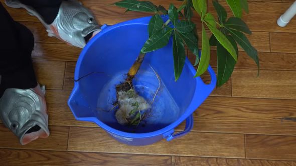 滝が流れるアクアテラリウムから引き抜いた植物