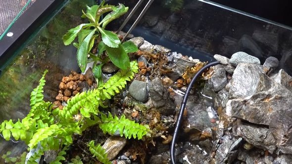 滝が流れるアクアテラリウムに敷地内で採取した植物を導入
