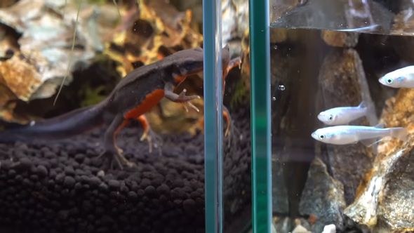 滝が流れるアクアテラリウム内のメダカに関心を示すアカハライモリ