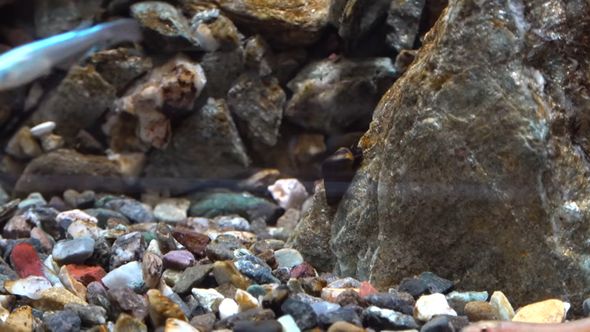 岩肌のコケを食べるカワニナ