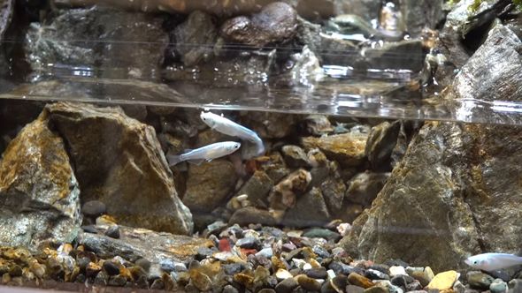 水面のエサを食べるメダカ