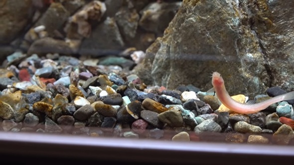 滝が流れるアクアテラリウムの底を移動するドジョウ