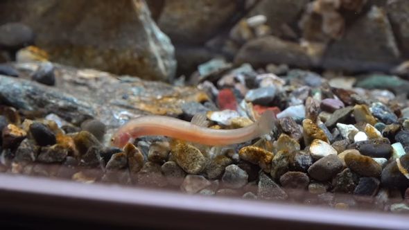 滝が流れるアクアテラリウムの底に落ちたエサを食べるドジョウ