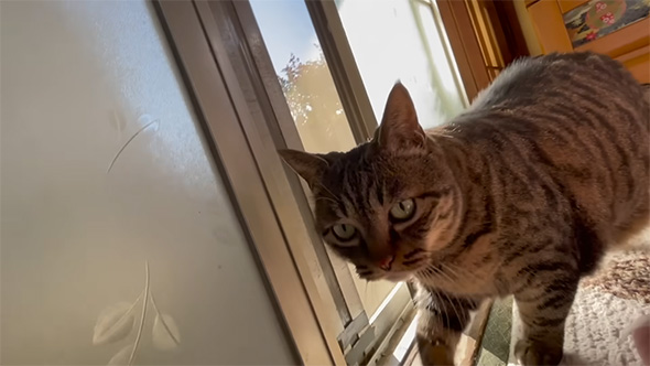 パトロール中の猫ちゃん