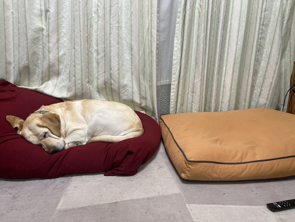 Yogiboで横になる狛子ちゃん