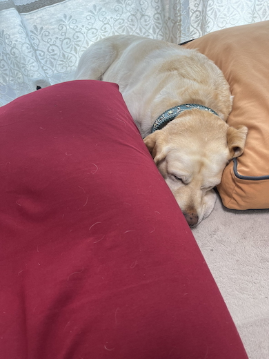 Yogiboの間で寝る狛子ちゃん