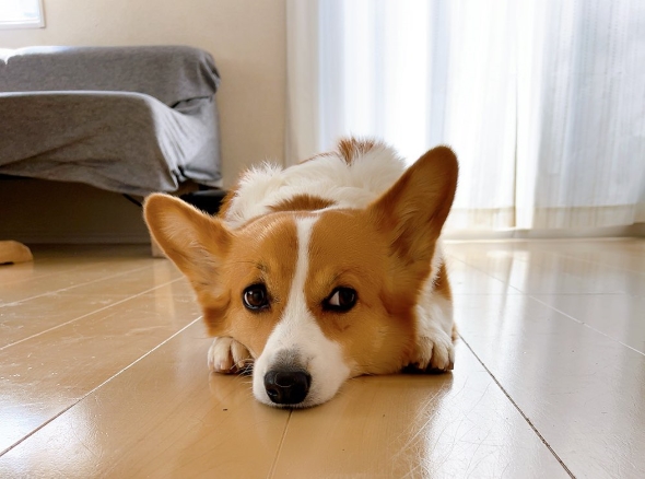 ルンバコンボの障害物撮影機能