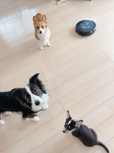 ルンバコンボの障害物撮影機能