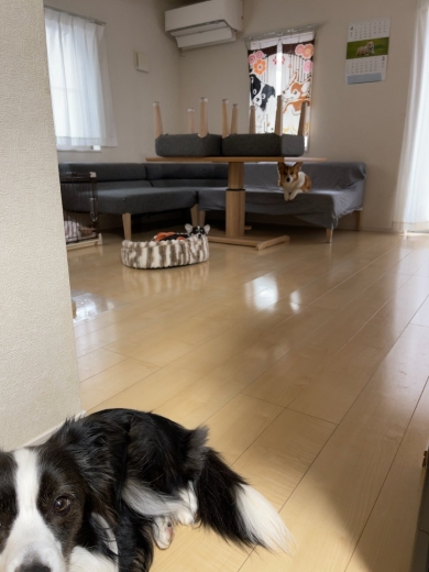 ルンバコンボの障害物撮影機能