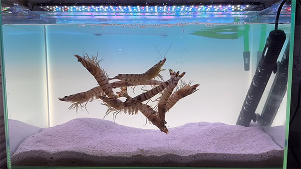 クルマエビを水槽に投入