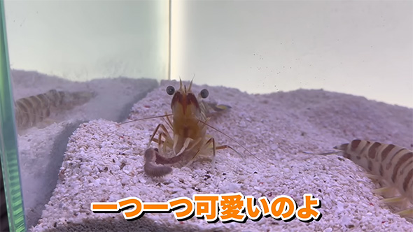 1つ1つかわいいのよ