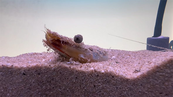 砂から顔を出すクルマエビ