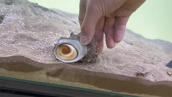 サザエを砂に置く