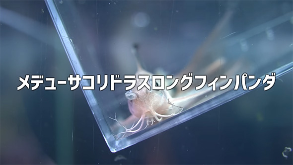 メデューサコリドラスロングフィン