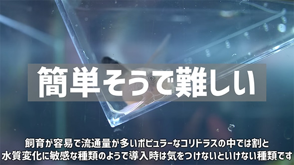 簡単そうで難しい