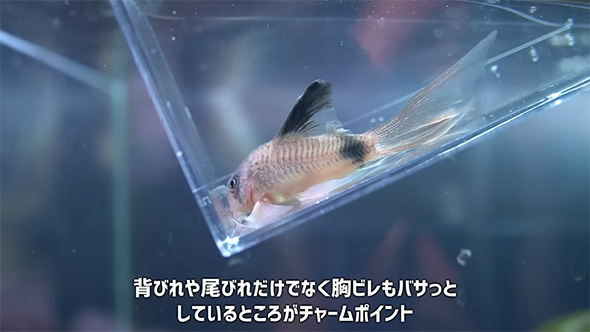 背びれや尾びれだけでなく