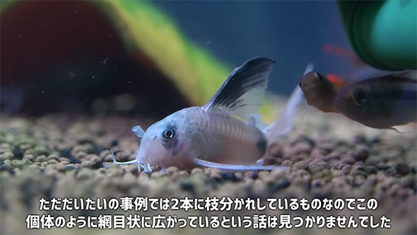 ただだいたいの事例では