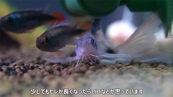 少しでもヒレが