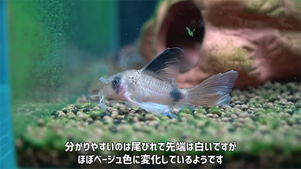 わかりやすいのは