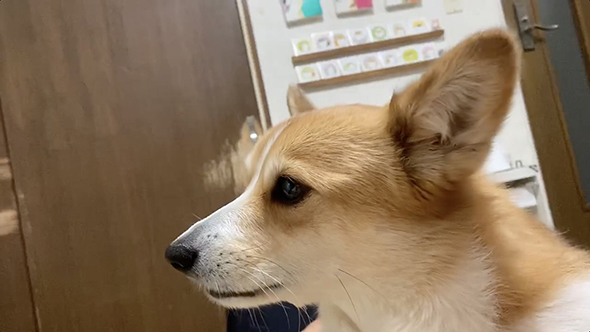 かまってほしいコーギー